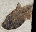 Priscacara & Diplomystus Fossil Fish - Wyoming #15122-2
